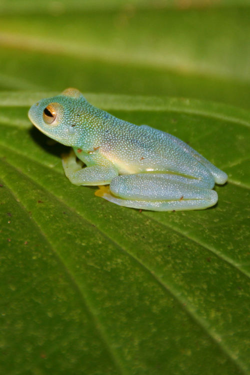 cool-critters:Grainy Cochran frog (Cochranella granulosa)The grainy Cochran frog is a species of fro