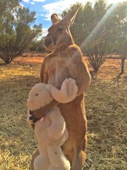 animal-factbook:  During its free time, kangaroos enjoy weight lifting and occasionally you can spot them at body building contests across Australia. 