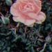 thestateofspirit:              Roses are red…                                                      …but these are quite pink              Yes they’re edited…       …if that’s what you think