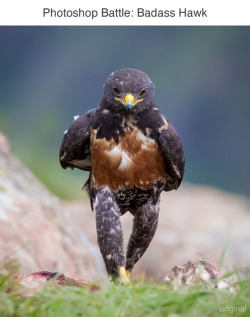 wwinterweb:  Photoshop Battle: Badass Hawk