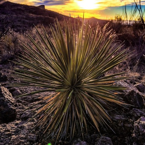 One more plant photo for good measure. #yucca #westtexas #texas #igtexas #bigbend #sunset #picofthed