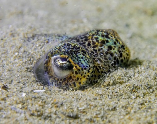 The southern bobtail squid lives in shallow coastal waters of Australia’s #GreatSouthernReef. 