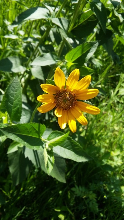 halorichie:  yellow flowers i photographed