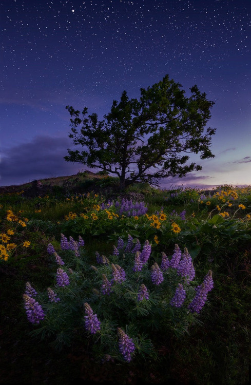 coiour-my-world:Solace by Michael Bollino on FivehundredpxColumbia River Gorge, Oregon