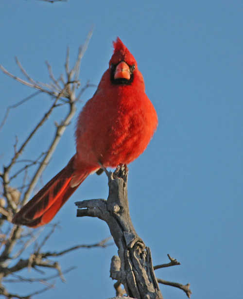 Northern Cardinal (Cardinalis cardinalis)© John Hardison