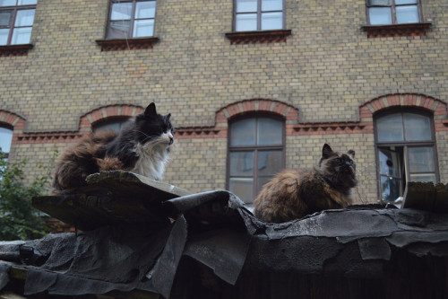 architectureofdoom:  Riga cats 