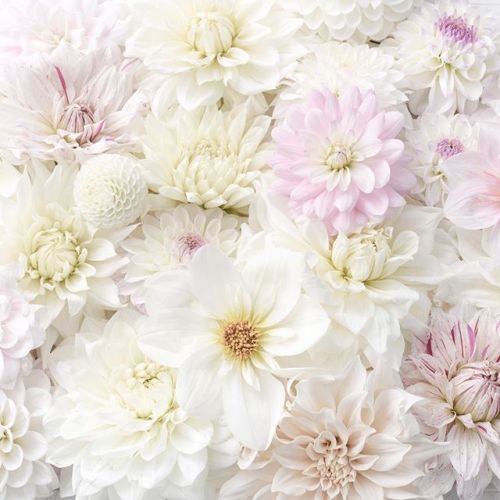   ♕Feminine Charm♕ | The many forms of dahlias | by georgiannalane