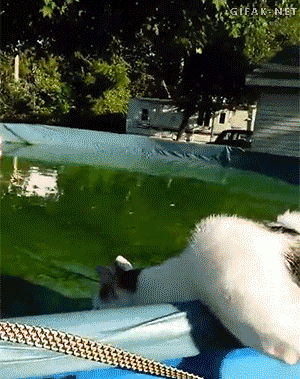 catsdogsgifs:catsdogsgifs.tumblr.com/