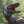 XXX veliseraptor:  a thing I think tumblr could photo