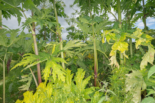 Giant Hogweed