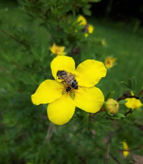 dailysixties - Hello little bee