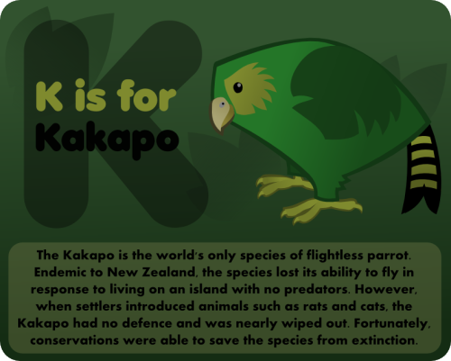 K is for Kakapo. There’s only 126!