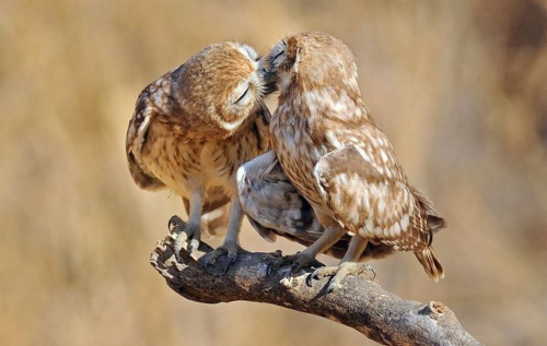 Owls! Kissing!Go home everyone, we’re done here.So done.So fucking done!