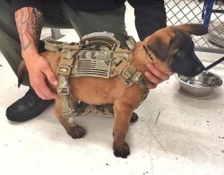southernsideofme:  Tactical puppy