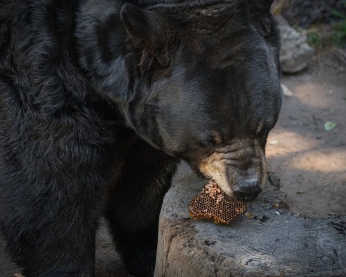bearbarks - big wolf energy πΎ