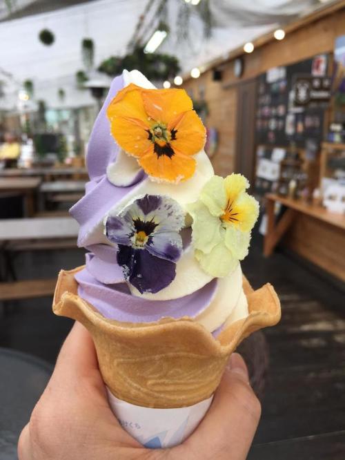 japanpix:Lavender ice cream with edible flowers in Kawaguchiko, Japan