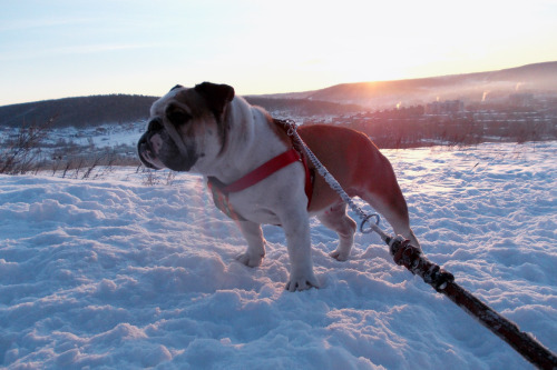 Ebglish Bulldogs: Gerome & Churchill