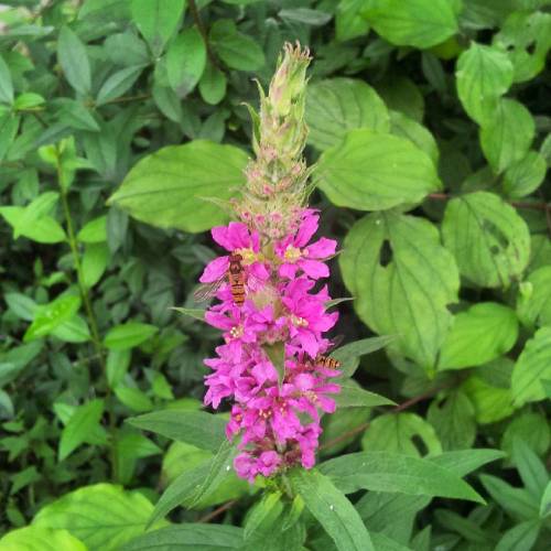 Another #pink #flower Visited By Two #hoverflies 14.7.15 #latergram #Technologiepark #Dortmund (en Technologiepark