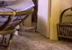 alleycatboy:when i force my followers to see my awful posts
