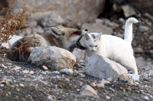 blua: A cat and fox became two unlikely best friends that share a territory and hunt toget