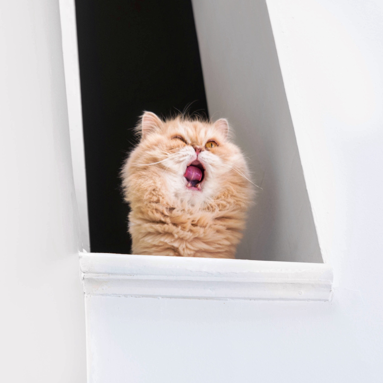 bunnyfood:  Good Morning. 