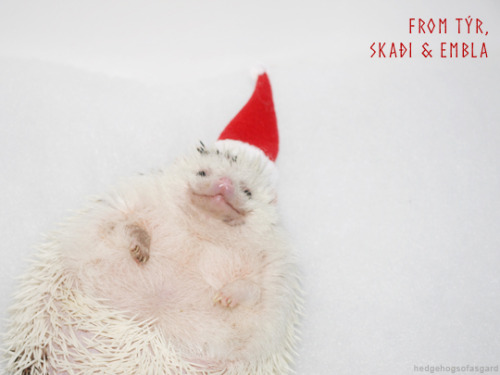 hedgehogsofasgard: Happy holidays everyone!