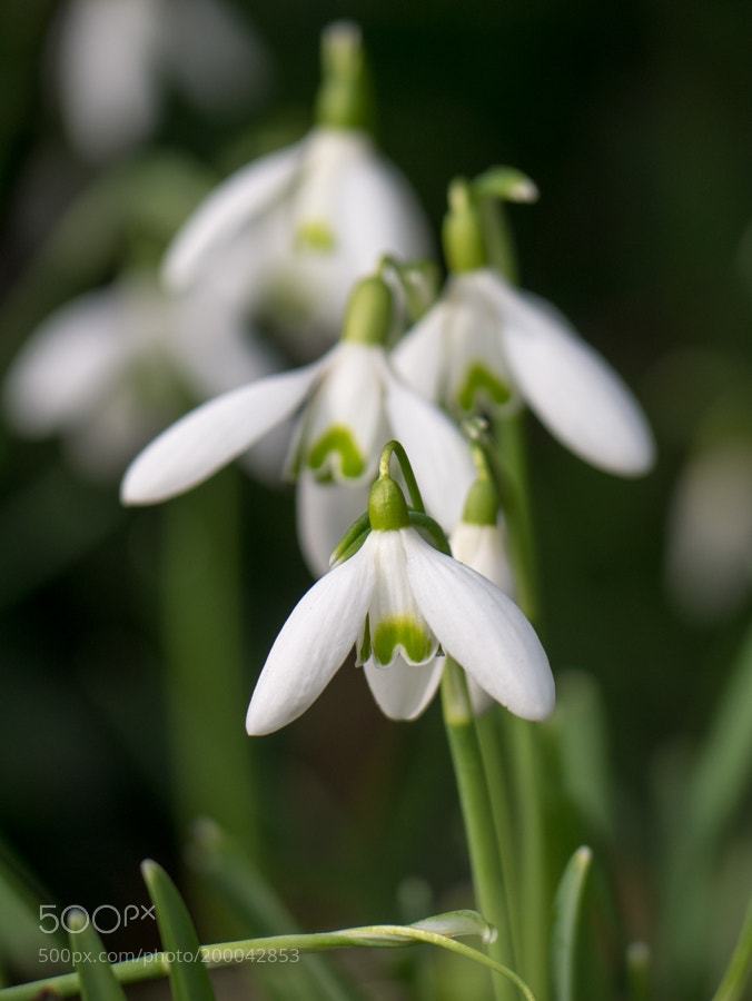 euph0r14:snowdrops | by peter_schumacher
