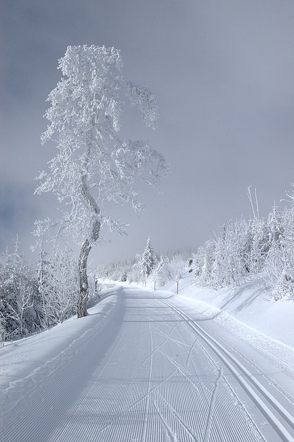 coiour-my-world:“As pure as snow”le vieillard by vanil.noir on Flickr.Swiss Alps