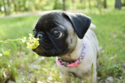 handsomedogs:  Daisy Belle the pug