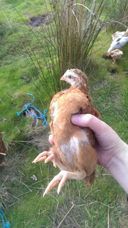 leanai-dearmad:  Chickens for Zooz 