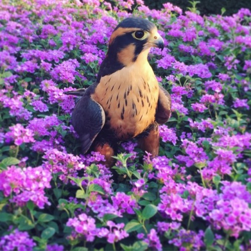 crazycritterlife: All hail Flower Princess, Esperanza!