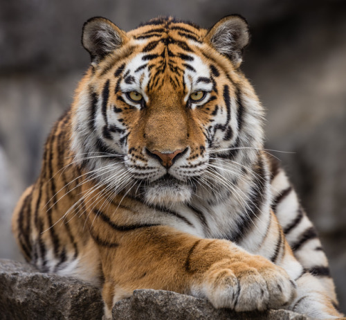 beautiful-wildlife:Siberian Tiger (Panthera tigris altaica) by © Henner Damke