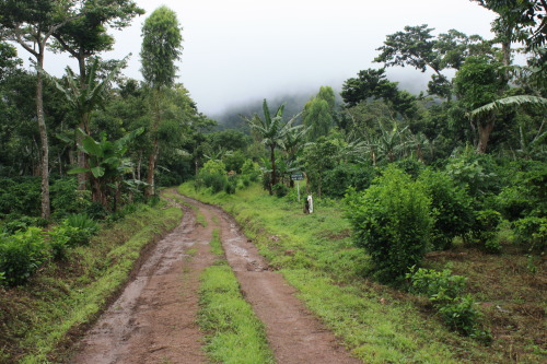 postcardsfromsarah: Matagalpa, Nicaragua A hike through coffee fields and cloud forests