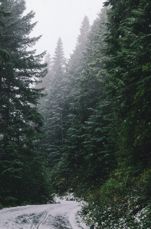 Snowy Woods