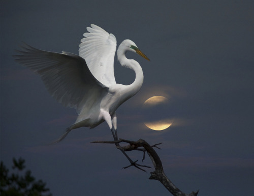 superbnature:Great Egret landing by hazelbillingsley ift.tt/1zYbrLR