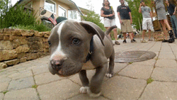 fitforthefuture:  ccc0urtney:  aplacetolovedogs:  Blue Nose Pitbull Oh so cute! An