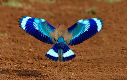 smartpeopleposting:  Symmetry in Nature This picture shows the wing pattern of an Indian Roller (Coracias benghalensis) from Bangalore, Karnataka, India.  Photo by Arjun Haarith