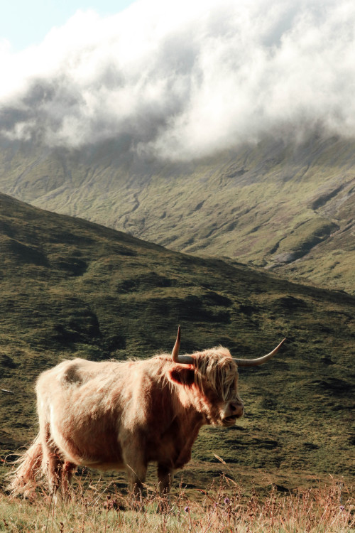 Highland Cow