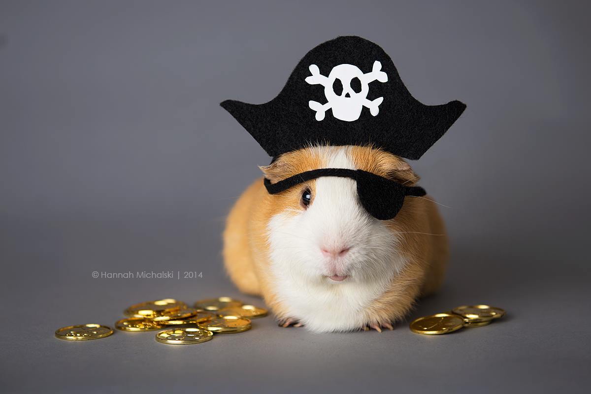 guineapiggies:  (via Bret P. Michaels)