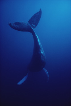 thelovelyseas:  Humpback Whale (Megaptera novaeangliae) underwater, Hawaii by Flip Nicklin