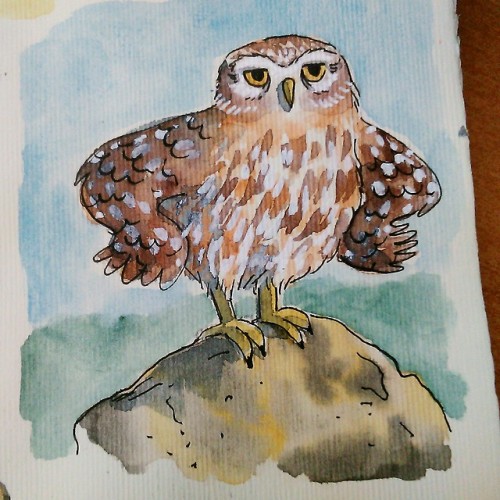 roxannebee:Chevêche d’Athéna / Little owl (Athene noctua)