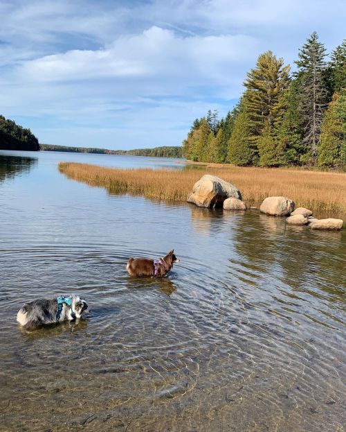 Come on in…the water is fine. #acadianationalpark #miniaussie #mainedogs (at Bar Harbor, Maine) http