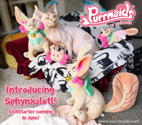 INTRODUCING THE NEWEST PURRMAID!Meet Sphynxalotl!!!Sphynxalotl is the first amphibious Purrmaid! The