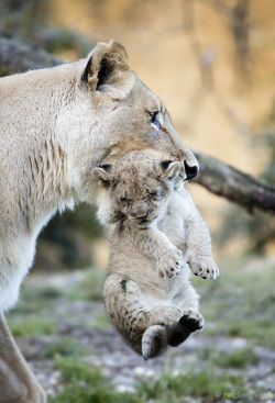 earthandanimals:   Carrying the cub by Daniel Münger 