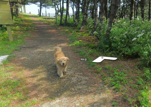 agingerwithaseoul: Dog in a Small Korean Town Follows Street View Photographer, Photobombs Each And 