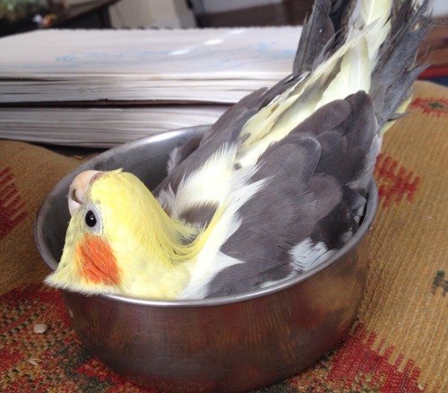 birbfriends:nelfs:he’s really into the food bowl.in