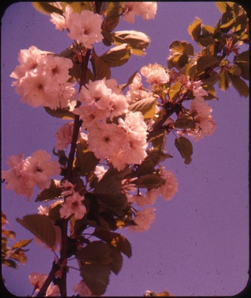 twoseparatecoursesmeet: Flowering Plum, 1950s Bruce Thomas