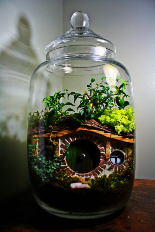 terrarium