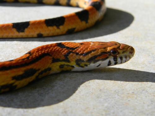 idionkisson:silmarillion-shibasnsnakes:About half of my corns, two of each snake in order:Lavender; 