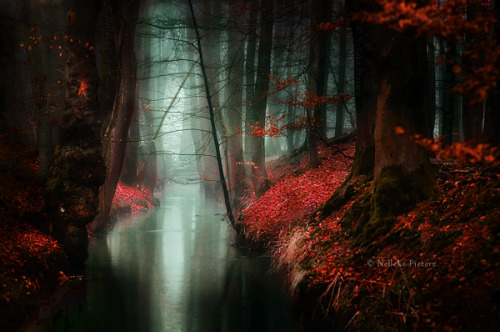 opticxllyaroused:    Most Beautiful Forest Photography by Nelleke Pieters  